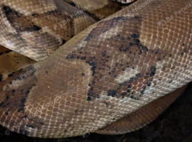 Male Boa constrictor 5 years old eating and shedding well