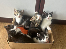 !TWO LEFT! 5 kittens available now