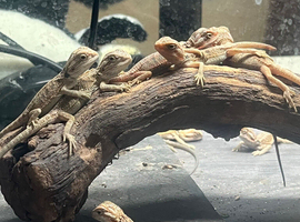Baby bearded dragons