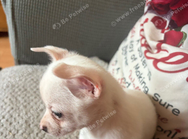 Beautiful little kc boy