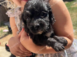 Cocker spaniel x Jack russel