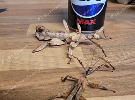 Giant prickly stick insects adults