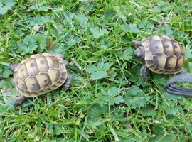 Spur-thighed T.i (Greek )  and Hermann's Thb