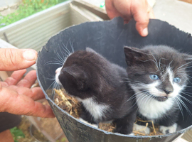 Kittens