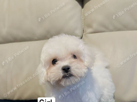 REDUCED price Maltese puppies, last boy and girl!