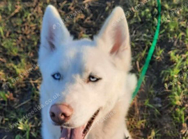 White husky