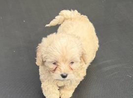 Maltipoo puppies