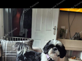Looking for forever home