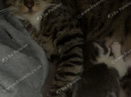 Grey kitten