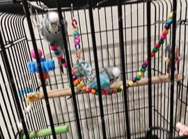 Blue and gray budgie pair for sale