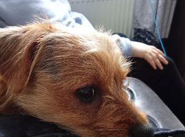 Terrier dashound russel