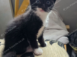 3 male kittens