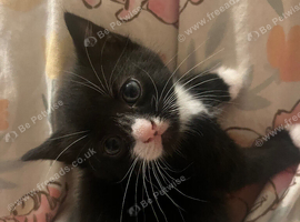 One Male Kitten