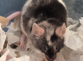 14 week old Male mouse