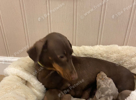 Miniature dachshund puppies