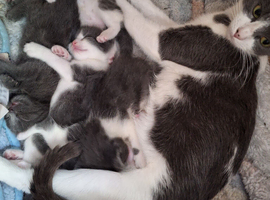 6 kitten for sale