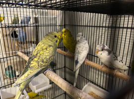 Budgies