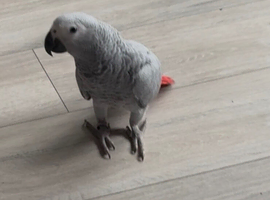 African grey for sale