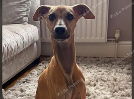 Whippet for sale
