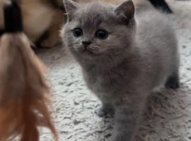 Purebred British Shorthair Kittens for sale.