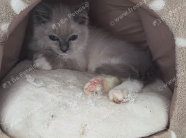 Female ragdoll