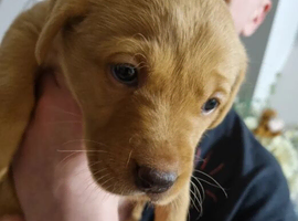 **Beautiful Labrador Retriever Puppies &ndash; 2 Boys & 5 Girls Available**