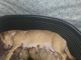6 chug puppys ready on 5 July