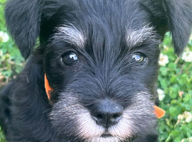 Stunning Miniature Schnauzer puppies