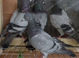 Quality Tippler pigeons