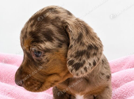 Miniature dachshund puppies