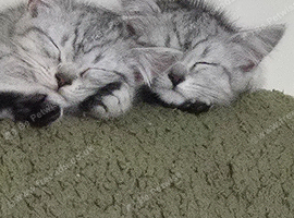 Beutiful Grey Tabbys