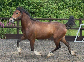 Show Quality - Welsh C Gelding