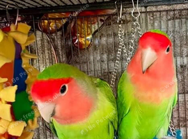 Peach Face Love Birds