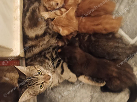 5 kittens 9 weeks old