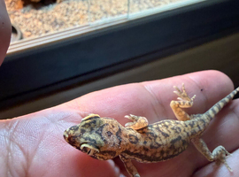 3 dune geckos