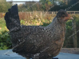 Eggcellent hens ready now