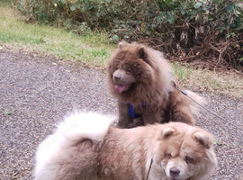 Rare exotic chow chow puppies lilac tan X cream merle