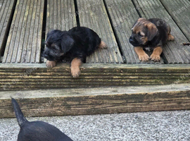 3 border terrier puppies for sale