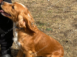 Besutiful red and white cocker dog