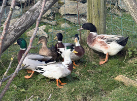 4x Male Magpie/Mallard Call Ducks
