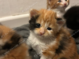 5 Long Hair Turkish Van Kittens