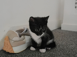 Black and white snowboot kittens