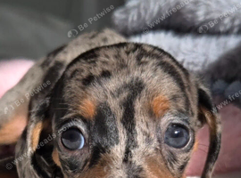 Stunning Miniature Dachshunds