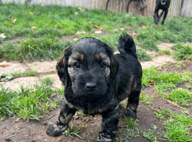 Gorgeous Schnocker puppies
