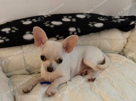 White short haired chihuahua puppy