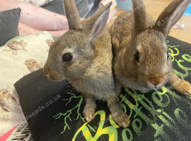 Two female mini Rex is