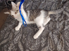 Beautiful male kitten for sell