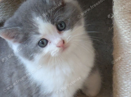 STUNNING PEDIGREE CHINCHILLA PERSIAN CROSS BRITISH BLUE SHORTHAIR