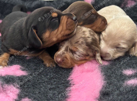 Kc Long haired dachunds