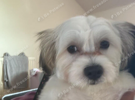 Shih tzu